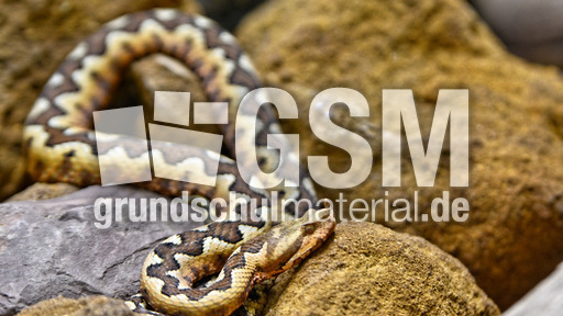 Europäische Hornotter_2.jpg